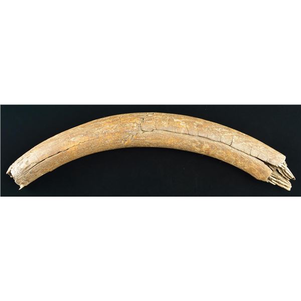 FOSSIL MAMMOTH TUSK SECTION.