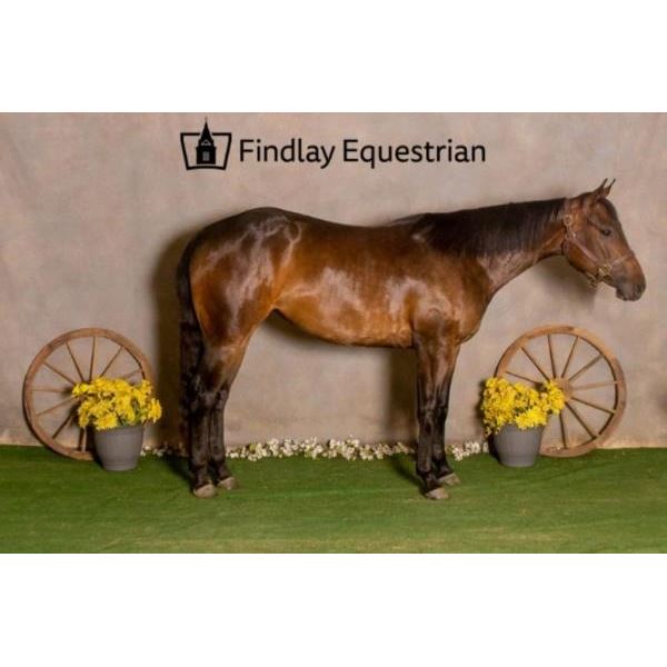 Willow/Miss Redigo Bingo