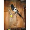 Image 1 : MOUNTED MAGPIE ON BRANCH