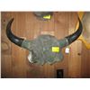 Image 1 : PAIR OF BUFFALO HORNS