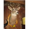 Image 1 : MOUNTED WHITE TAIL DEER