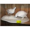 Image 1 : PAIR OF MOUNTED PTARMIGAN