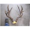 Image 2 : LG. SET OF MULE DEER ANTLERS, NON-TYPICAL