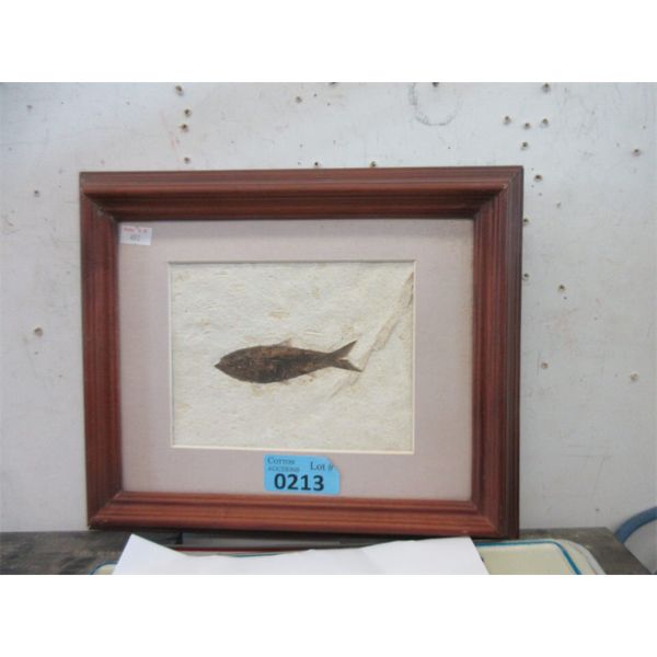 Framed Green River Fossil Formation - 10" x 12"