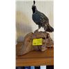 Image 1 : MOUNTED QUAIL