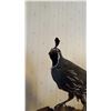 Image 3 : MOUNTED QUAIL