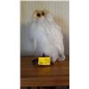 Image 1 : WHITE OWL MADE W/FEATHERS & ?