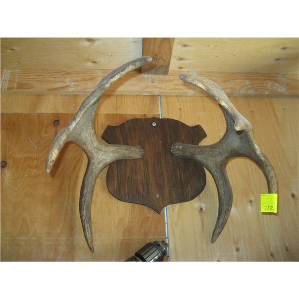 SET OF MOUNTED MOOSE HORNS