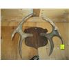 Image 1 : SET OF MOUNTED MOOSE HORNS