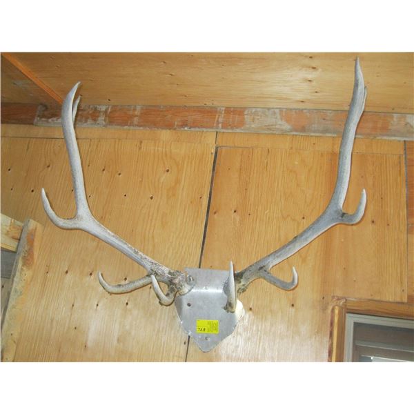 WEATHERED PAIR OF ELK ANTLERS