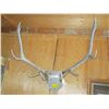 Image 1 : WEATHERED PAIR OF ELK ANTLERS