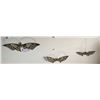 Image 1 : Set of 3 x Metal Butterfly Wall Decorations