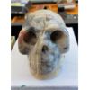 Image 1 : 487 CT Crazy Lace Agate 3D Skull - Hand Carved