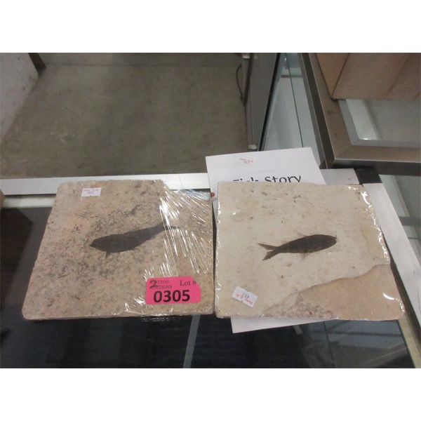 2 Green River Fossil Formations - 6" x 7"