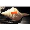 Image 1 : Decorative Conch Shell 16"L