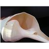 Image 2 : Decorative Conch Shell 16"L