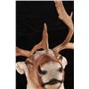 Image 8 : Large Caribou Taxidermy Shoulder Mount