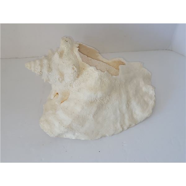LARGE CONCH SHELL (HEAVY) 8.5"X 7"