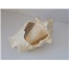 Image 2 : LARGE CONCH SHELL (HEAVY) 8.5"X 7"