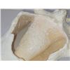 Image 3 : LARGE CONCH SHELL (HEAVY) 8.5"X 7"