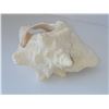 Image 4 : LARGE CONCH SHELL (HEAVY) 8.5"X 7"