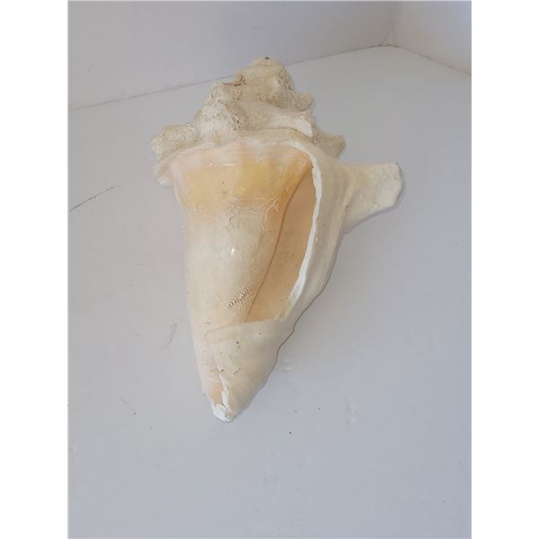 LARGE CONCH SHELL (HEAVY) LOT 2 8" X 5"