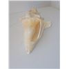 Image 1 : LARGE CONCH SHELL (HEAVY) LOT 2 8" X 5"