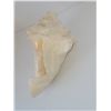 Image 2 : LARGE CONCH SHELL (HEAVY) LOT 2 8" X 5"