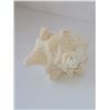 Image 3 : LARGE CONCH SHELL (HEAVY) LOT 2 8" X 5"