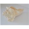 Image 4 : LARGE CONCH SHELL (HEAVY) LOT 2 8" X 5"