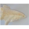 Image 7 : LARGE CONCH SHELL (HEAVY) LOT 2 8" X 5"