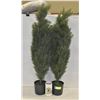 Image 1 : 2 NEW 3FT OUTDOOR ARTIFICIAL POTTED PLANTS