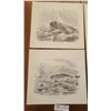Image 3 : Four Picture Prints Of Different Whale Scenes