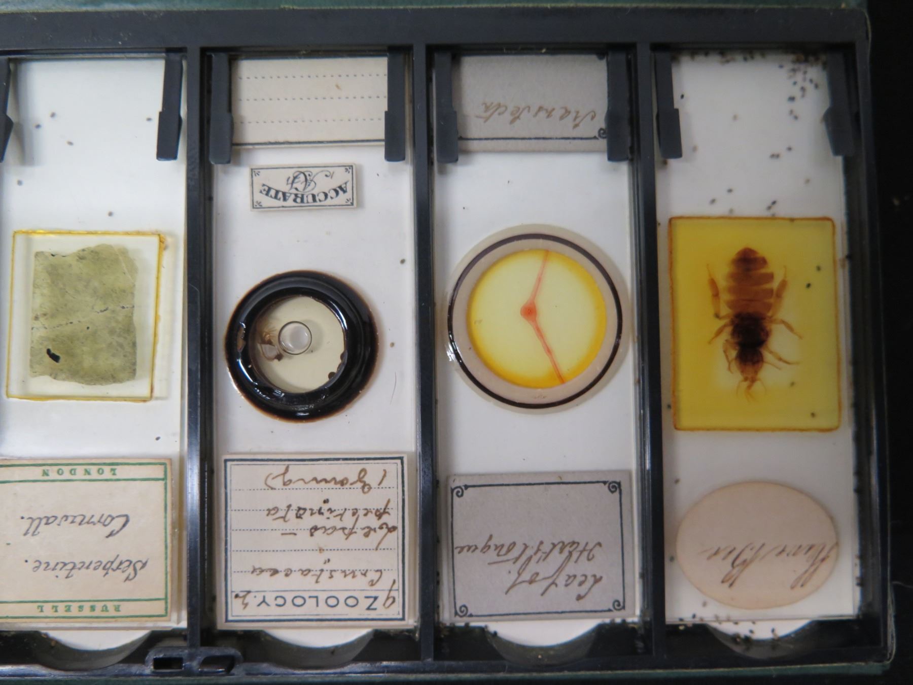 The Science Heritage Collection Academic Microscope Slide Series #88A3 ...
