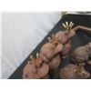 Image 9 : Qty 2 Mermaid Figures, Multiple Frogs, Alligator Head, Fish, etc