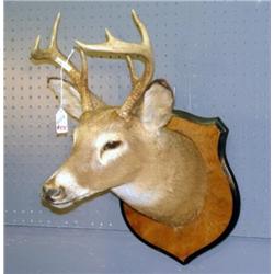 MOUNTED DEER HEAD