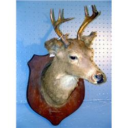 MOUNTED DEER HEAD