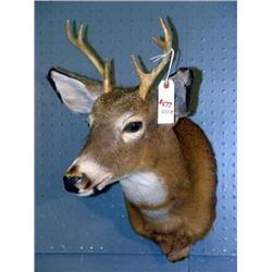 MOUNTED DEER HEAD