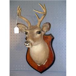 MOUNTED DEER HEAD