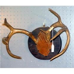 MOUNTED DEER HORNS
