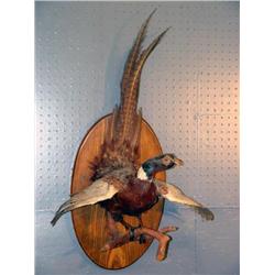 STUFFED AND MOUNTED PHEASANT