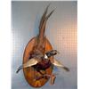 Image 1 : STUFFED AND MOUNTED PHEASANT