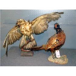 LOT OF 2 STUFFED BIRDS, PHEASANT AND DAMAGED HAWK