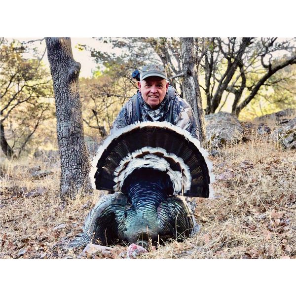 Gould’s Turkey Hunt