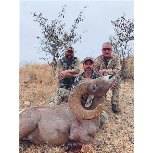 Desert Bighorn Sheep Hunt