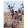 Image 1 : Desert Bighorn Sheep Hunt