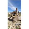 Image 2 : Desert Bighorn Sheep Hunt