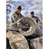 Image 3 : Desert Bighorn Sheep Hunt
