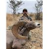 Image 4 : Desert Bighorn Sheep Hunt
