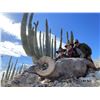 Image 5 : Desert Bighorn Sheep Hunt